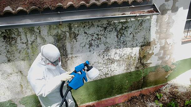 Trusted Black Mold Removal service in Sharpsburg, MD - Cheap Mold Removal